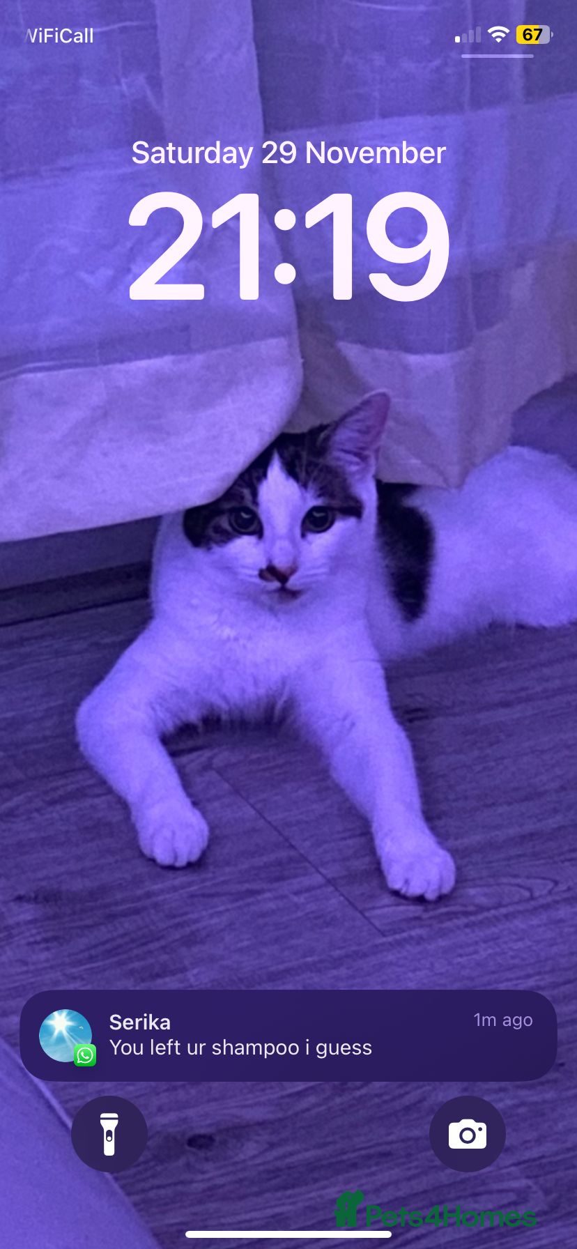 Mixed Breed cats Beautiful cat half breed (female) - Advert 2