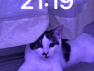 Mixed Breed cats Beautiful cat half breed (female) - Advert 10