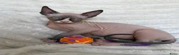 Sphynx cats for sale:  A Very Special Little Girl – Now Available  - Advert 13