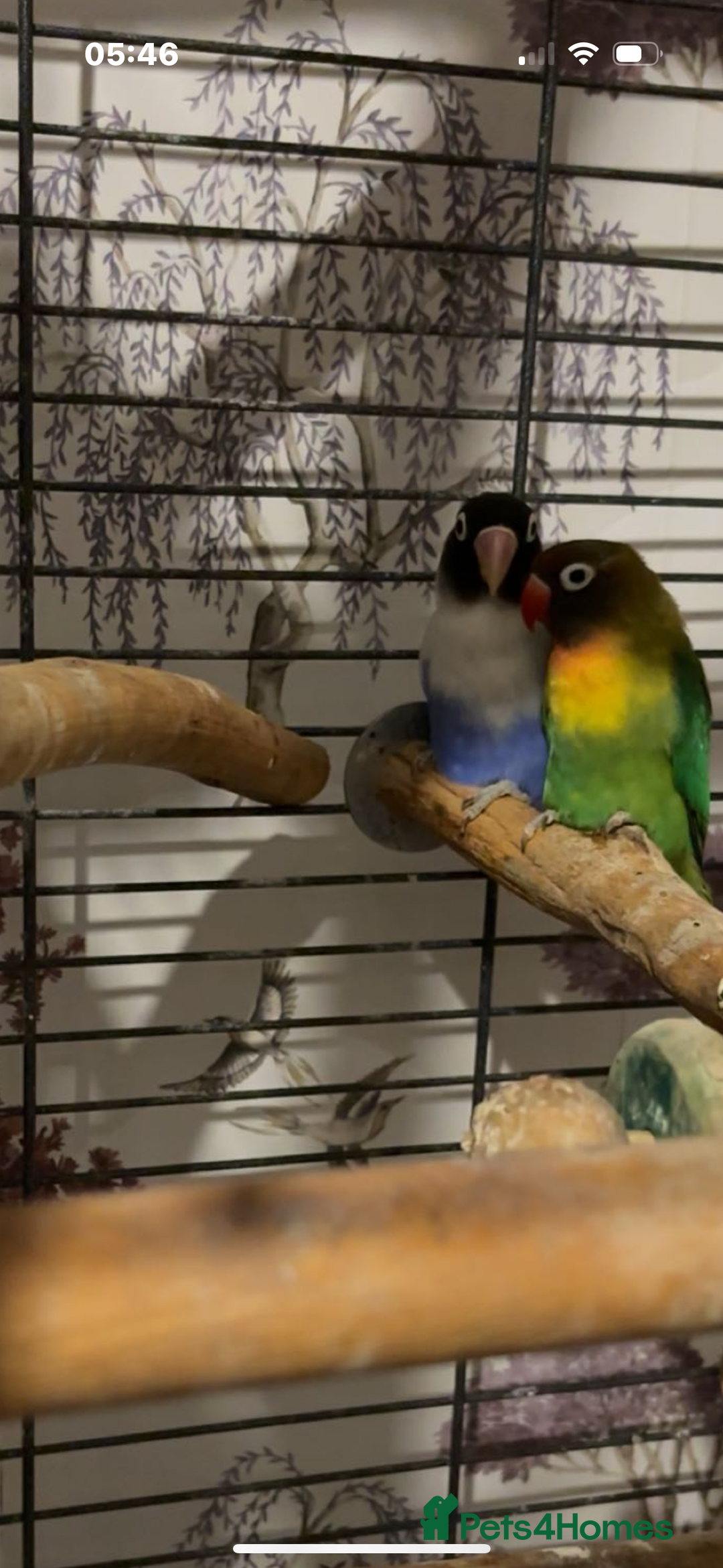 Lovebirds birds for sale: Lovebirds  - Advert 4