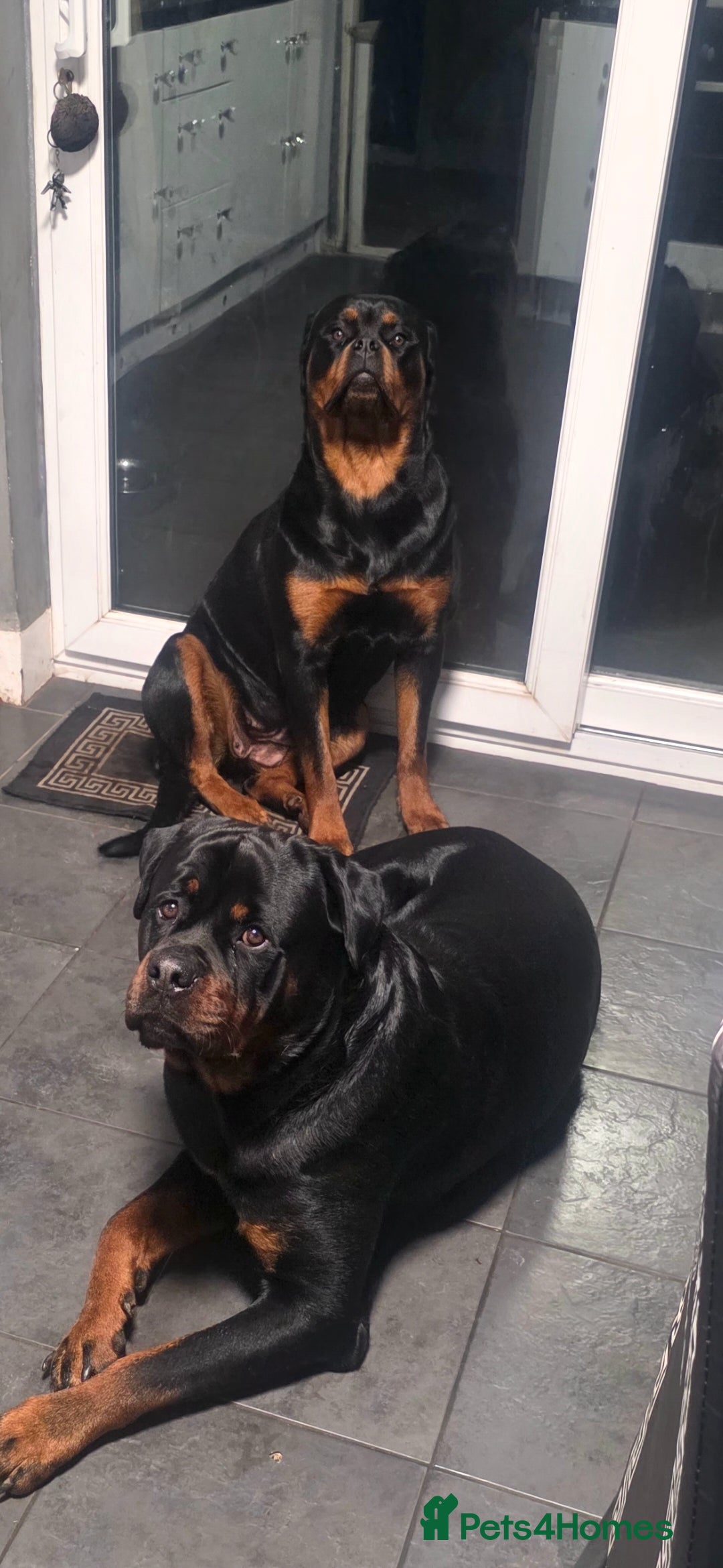 Rottweiler dogs for sale: Kc rottweiler  - Advert 14
