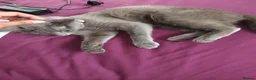 Russian Blue cats for sale: Female russian blue cat very affectionate  in Batley - Advert 2