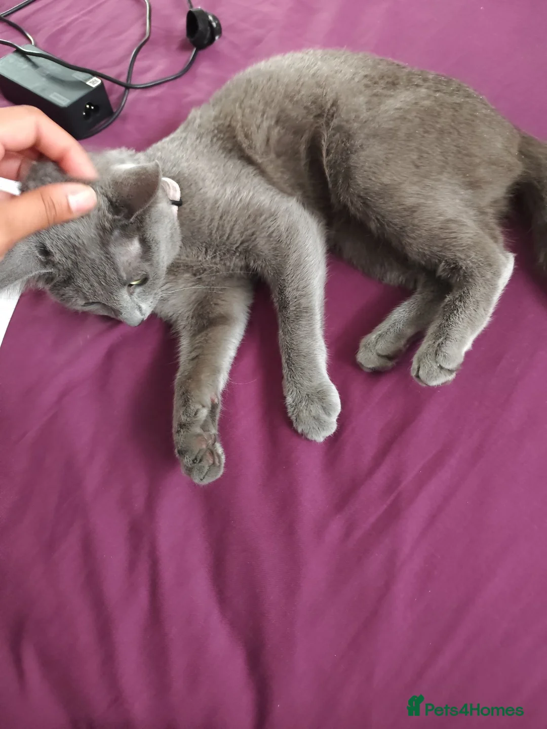 Russian Blue cats for sale: Female russian blue cat very affectionate  in Batley - Advert 2