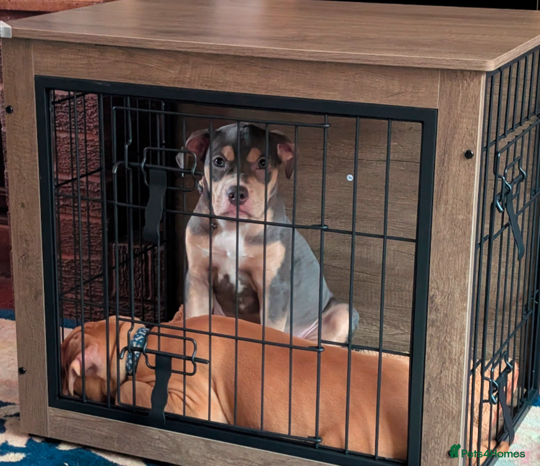 Olde English Bulldogge dogs for sale: Bruce, Hilda & Dakota offers welcome. - Advert 9