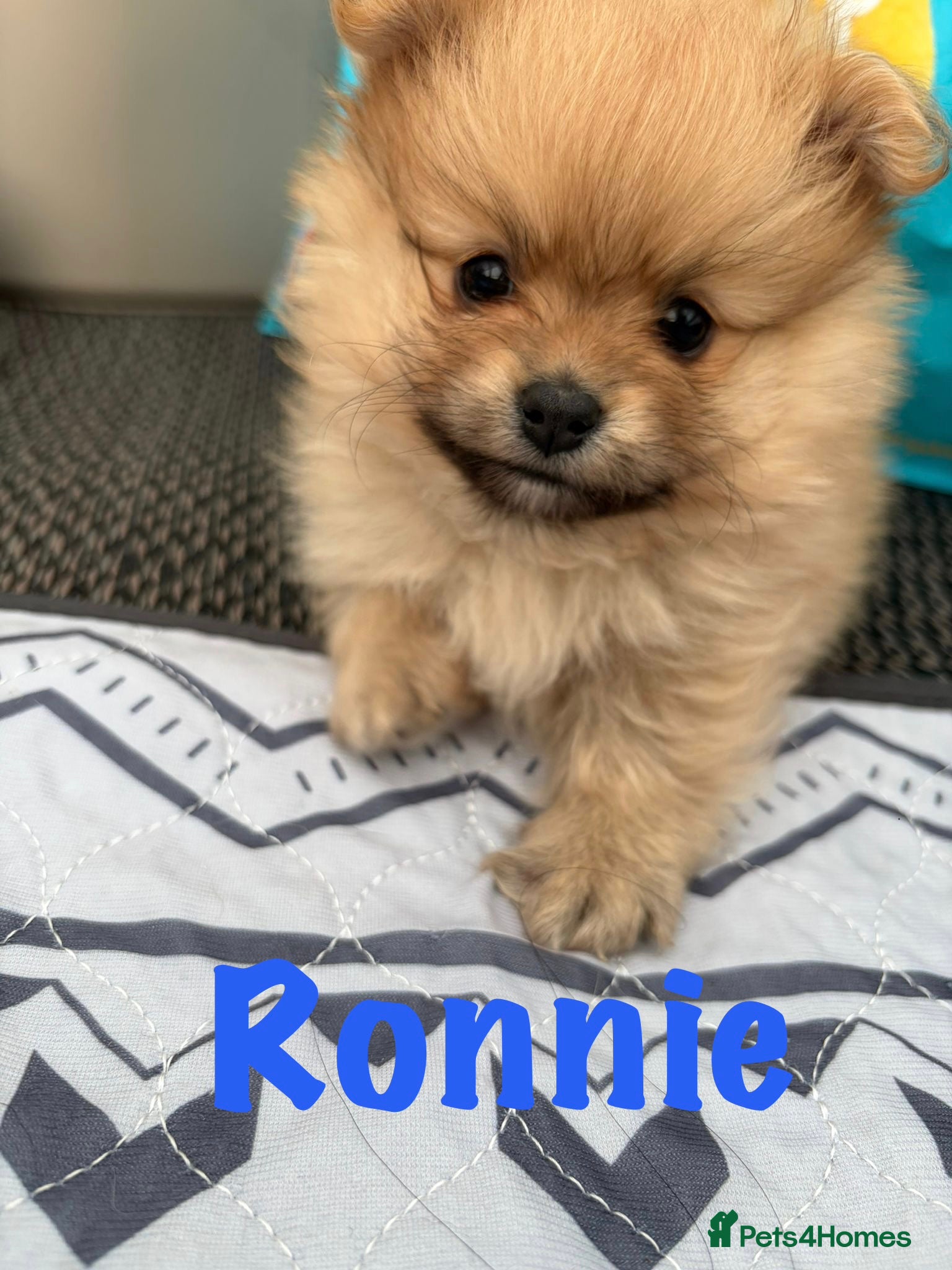 Pomeranian dogs for sale: Pomeranian Puppies Available To Reserve Now in Manchester - Advert 11
