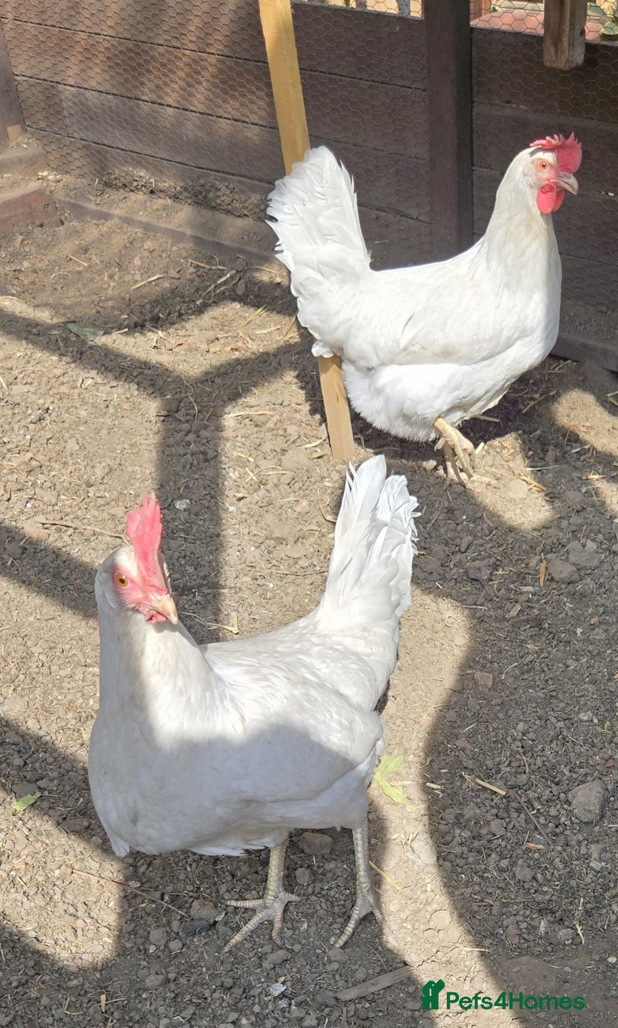 Chickens poultry Olive skyline x2 - Advert 2