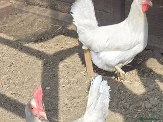Chickens poultry Olive skyline x2 - Advert 2