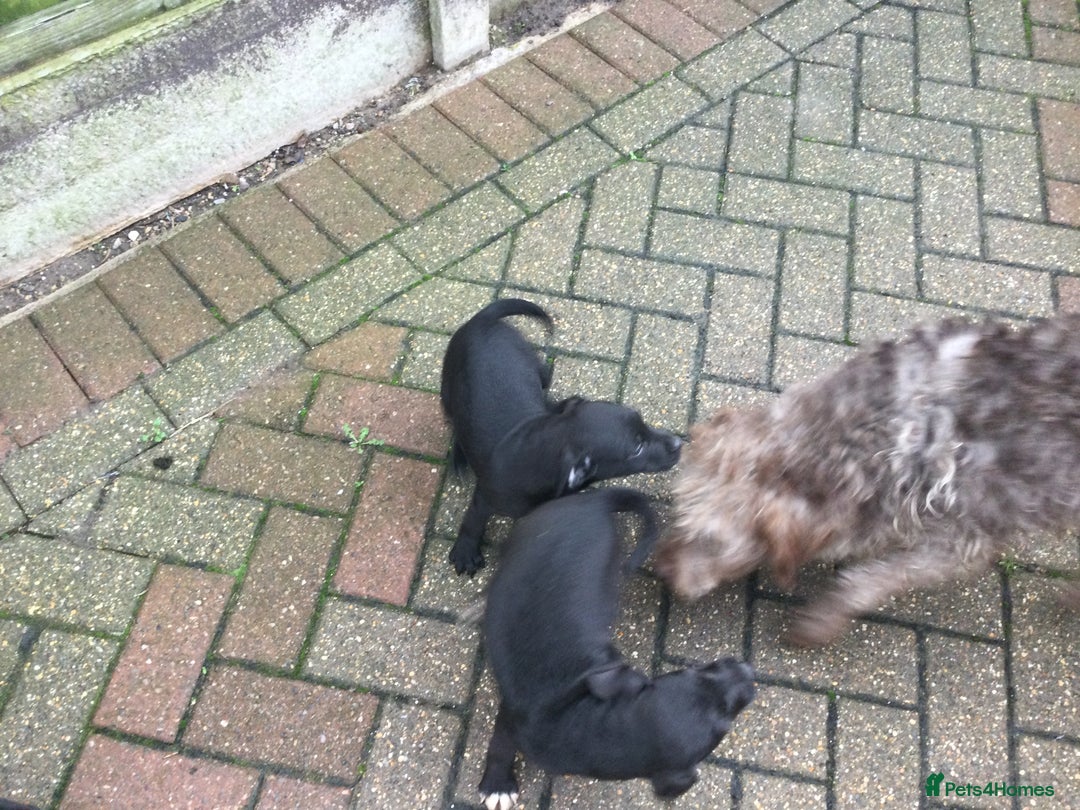 Mixed Breed dogs for sale: 3/4 Patterdale 1/4 Beddlington Pups for sale - Advert 6