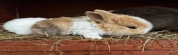 Mixed Breed rabbits for sale: Beautiful litter of 4 Holland cross mini lop.  - Advert 5
