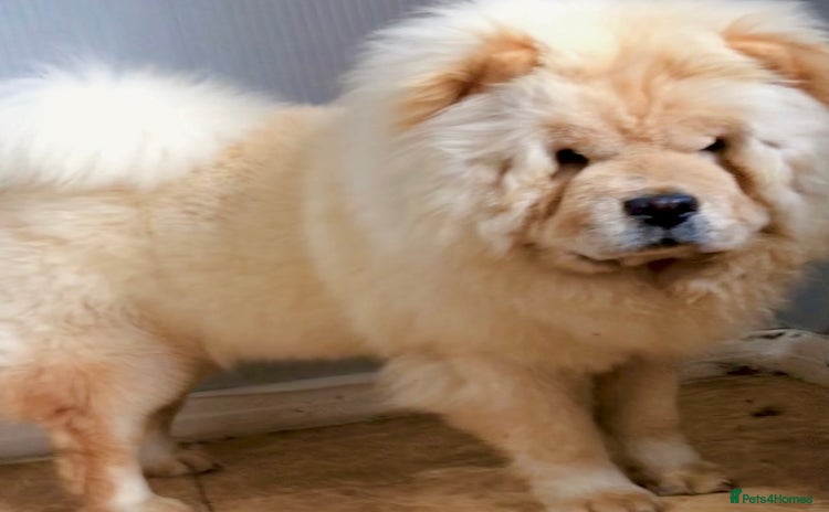 Chow Chow dogs - Advert 2