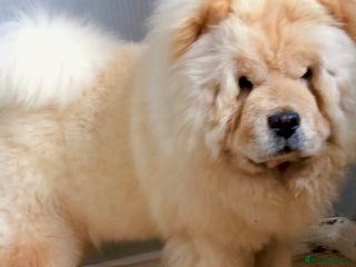Chow Chow dogs - Advert 1