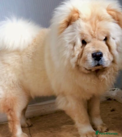 Chow Chow dogs - Advert 2