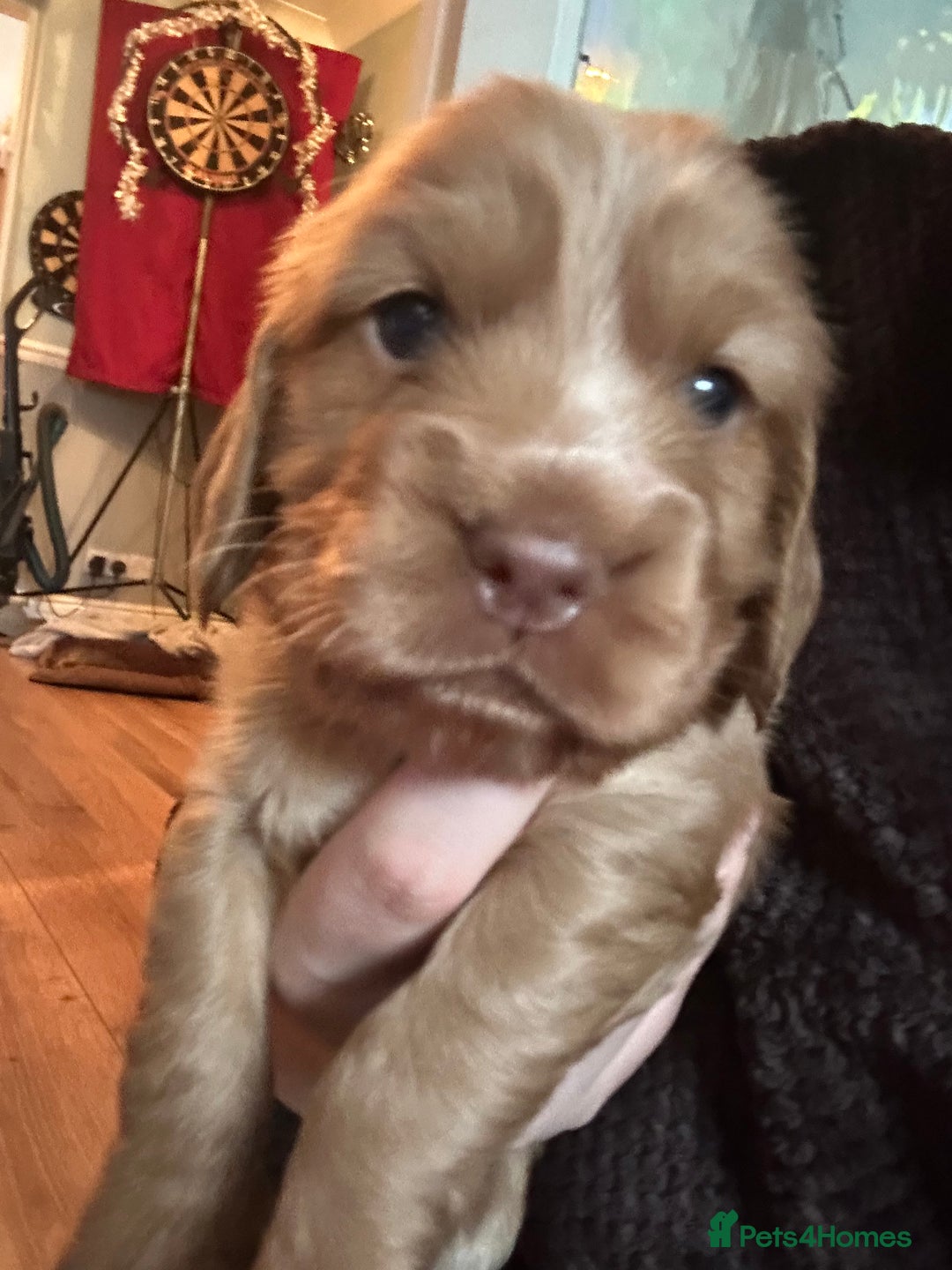 Sprocker dogs for sale: Sprocker Puppies For Sale  - Advert 6