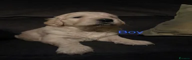 Golden Retriever Puppy 1