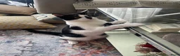 Mixed Breed cats for sale: Beautiful Calm Black & White Male Cat 1.5 year old in Havant - Advert 11
