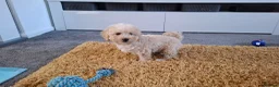 Toy Poodle dogs for sale: Toy Poodle Puppy (Male) (Golden) - Advert 3