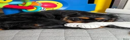 Cavalier King Charles Spaniel dogs for sale: Fully vaccinated KC Reg Black & Tan Girl  - Advert 8