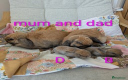 Mini Lop rabbits for sale: 4 mini lop baby rabbits!  - Image 8