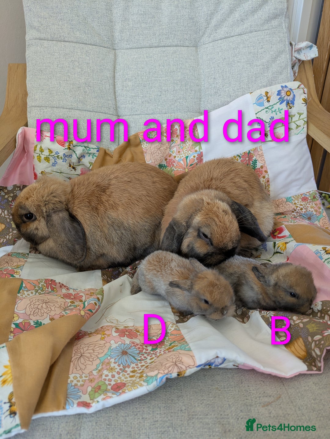 Mini Lop rabbits for sale: 4 mini lop baby rabbits!  - Image 8