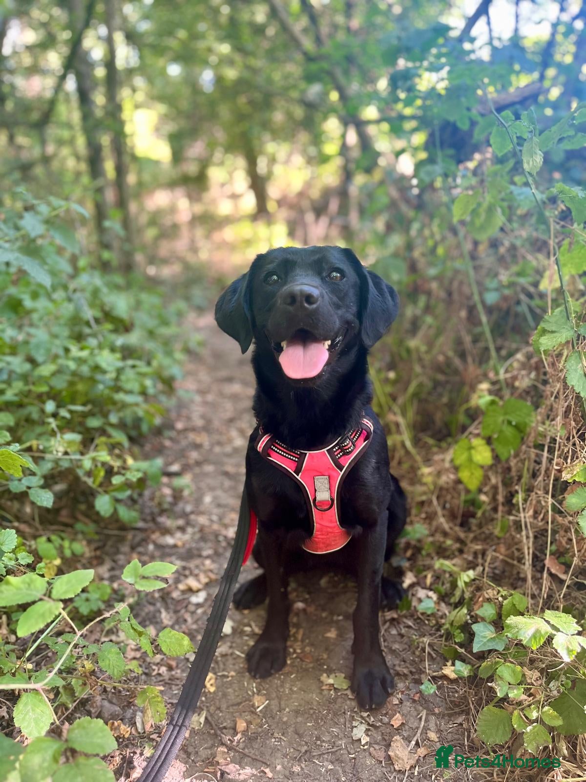 Mixed Breed dogs Holly is in search of her forever home.  - Advert 16