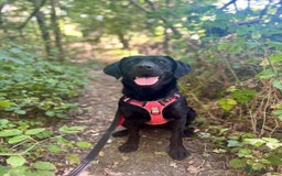 Mixed Breed dogs for adoption: Holly is in search of her forever home.  - Image 1