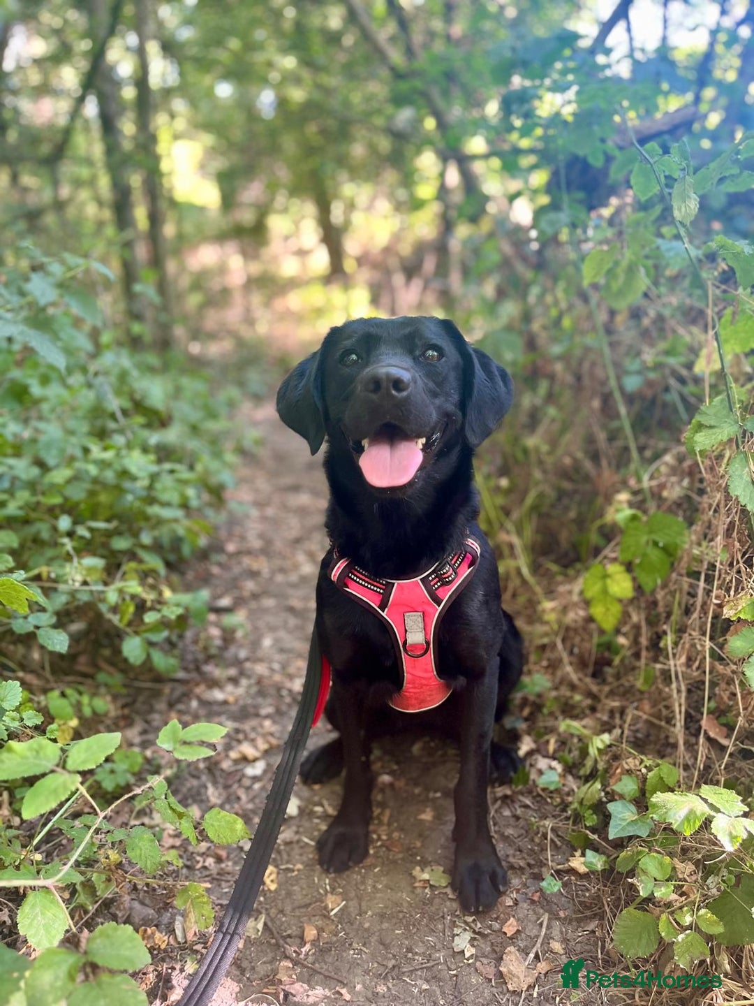 Mixed Breed dogs for adoption: Holly is in search of her forever home.  - Image 1