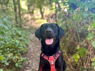 Mixed Breed dogs Holly is in search of her forever home. - Advert 14