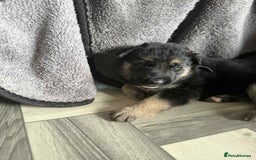 German Shepherd dogs for sale: German shepherd puppies  - Image 5