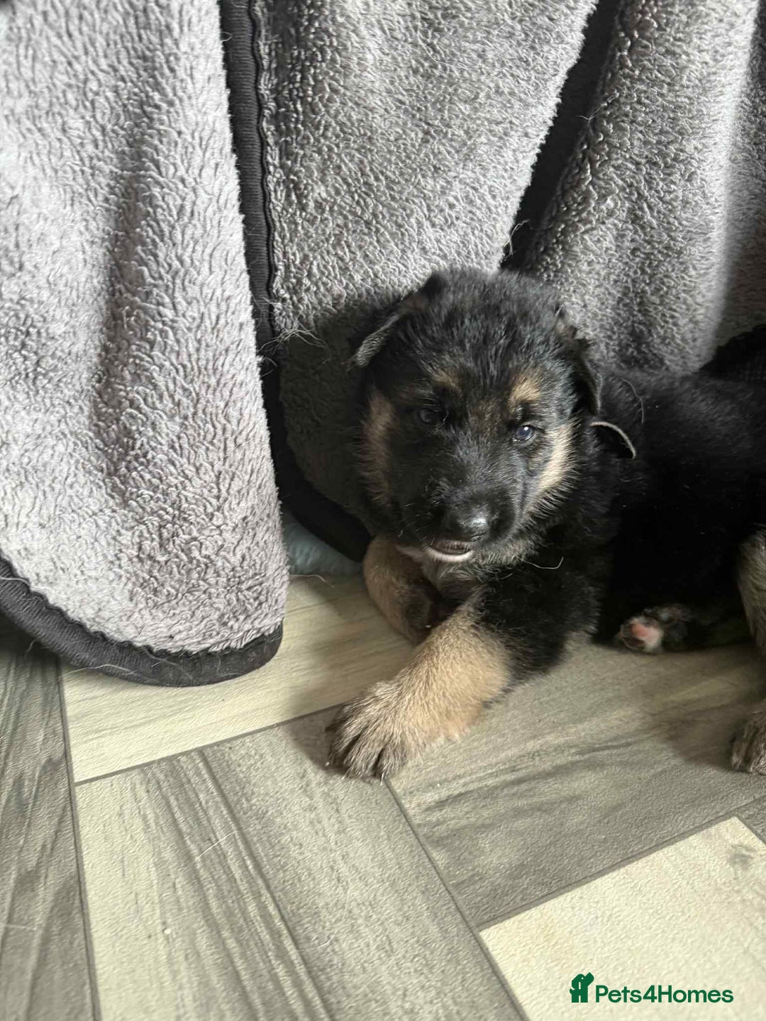 German Shepherd dogs for sale: German shepherd puppies  - Image 5
