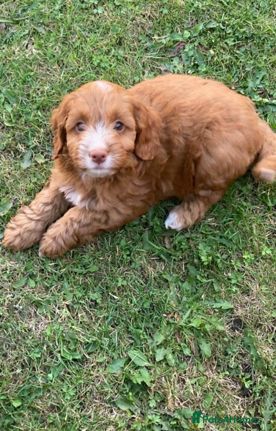 Cockapoo dogs for sale: Cockapoo puppies  - Image 2