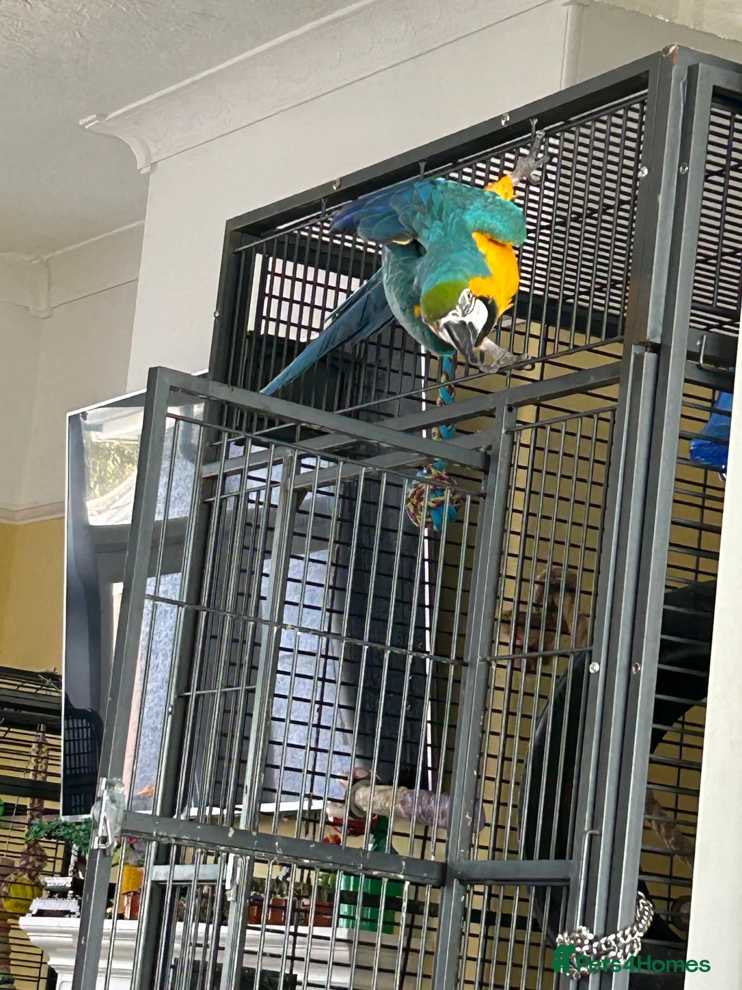 Macaws birds for sale: Blue and gold macaw for sale & cage  in Plymouth - Advert 6