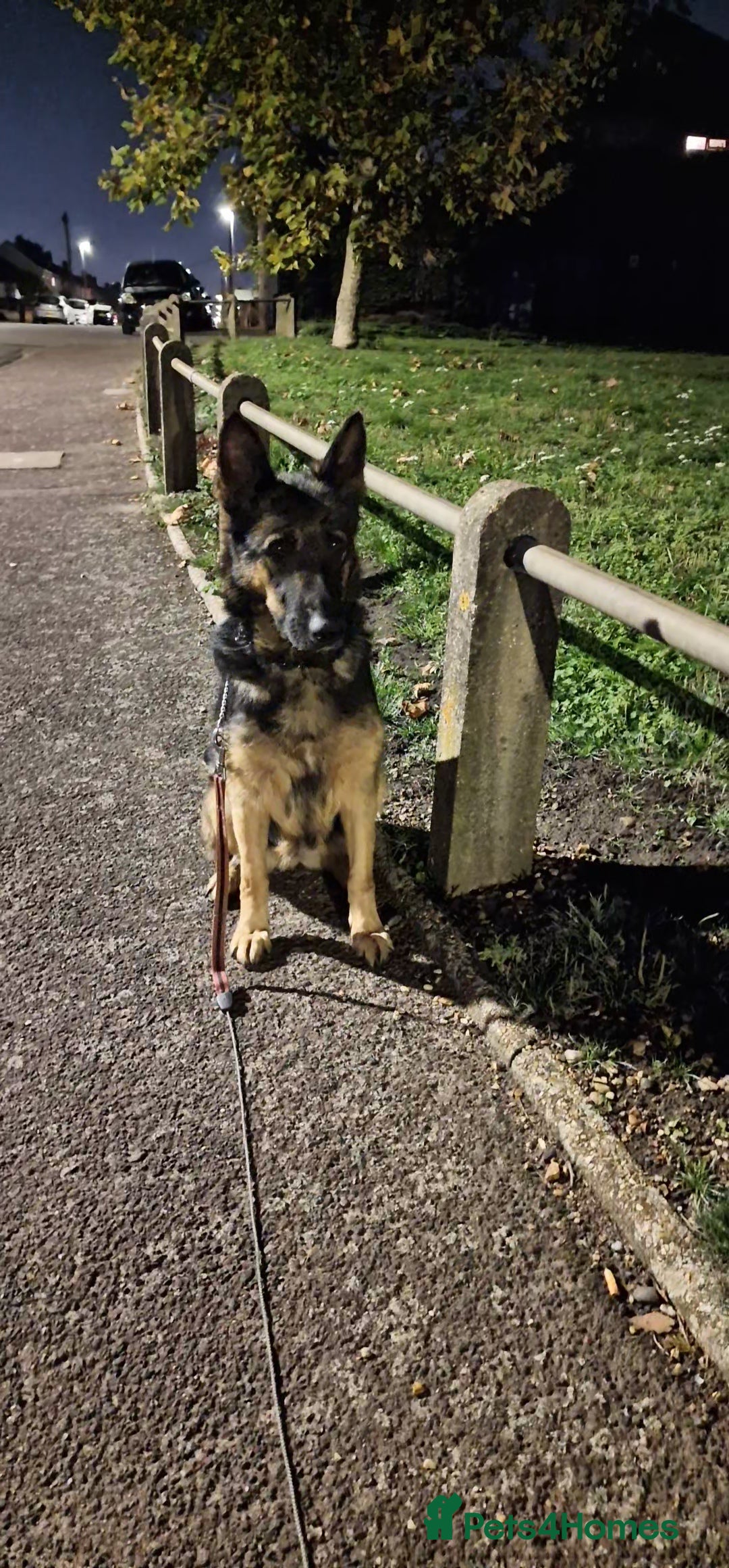 German Shepherd dogs for sale: German shepherd puppies - Advert 5