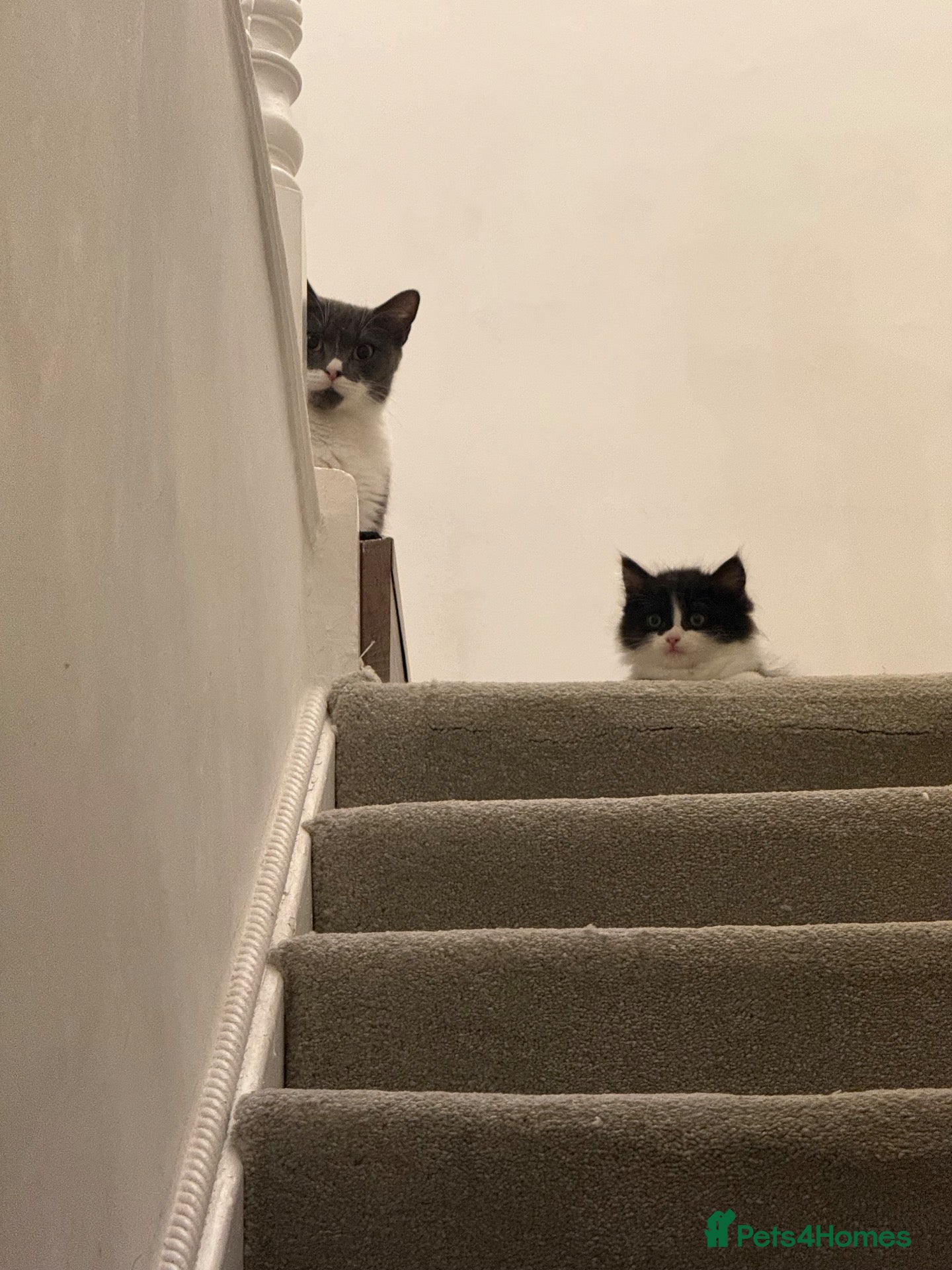 British Shorthair cats British shorthair mixed kittens looking for homes - Advert 2