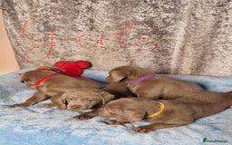 Labrador Retriever dogs for sale: Adorable Silver Labrador Puppies  - Image 17