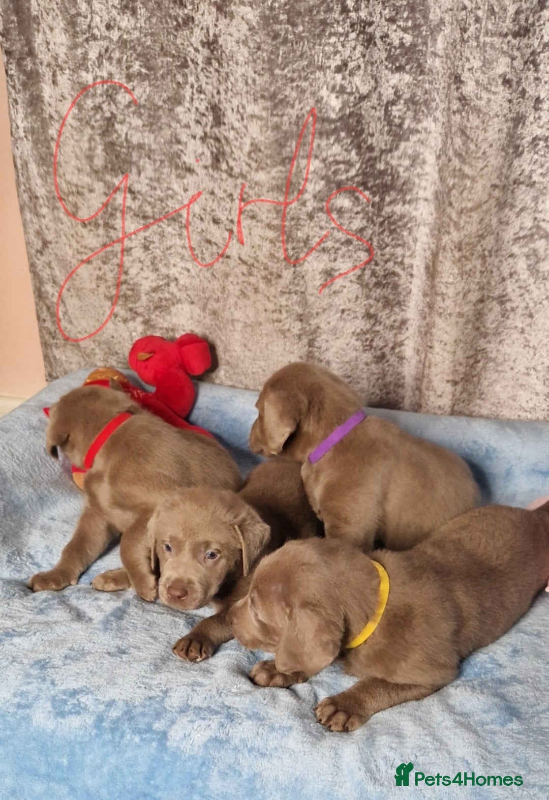 Labrador Retriever dogs for sale: Adorable Silver Labrador Puppies  - Image 17