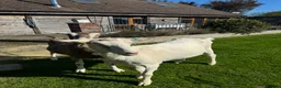 Goats livestock for sale: 2 Male Castrated Goats in Fareham - Advert 4