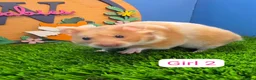 Hamster rodents for sale: Baby Syrian Hamster Male Female Boy Girl Pedigree  - Advert 6