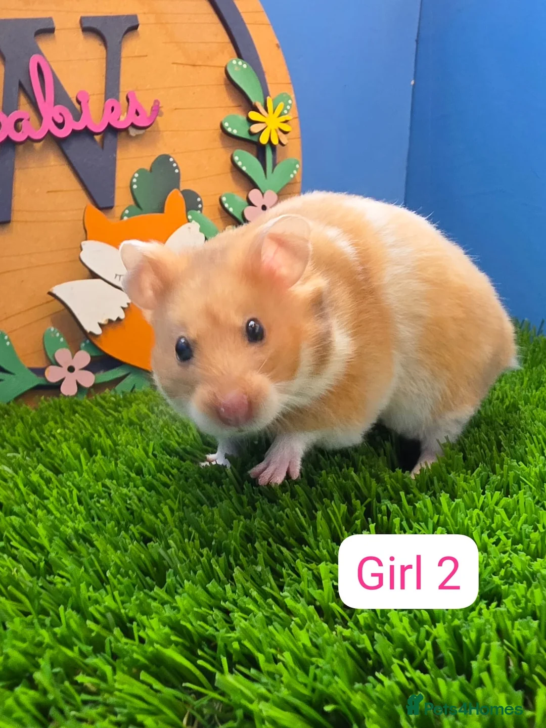 Hamster rodents for sale: Baby Syrian Hamster Male Female Boy Girl Pedigree  - Advert 6