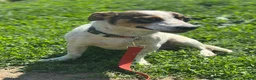 Mixed Breed dogs for adoption: 💙🐶 JAZZ – HE WANTS EVERYONE TO JOIN THE FUN - Advert 13