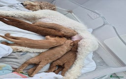 Labradoodle dogs for sale: Gorgeous Red Labradoodles- F3B - Advert 9