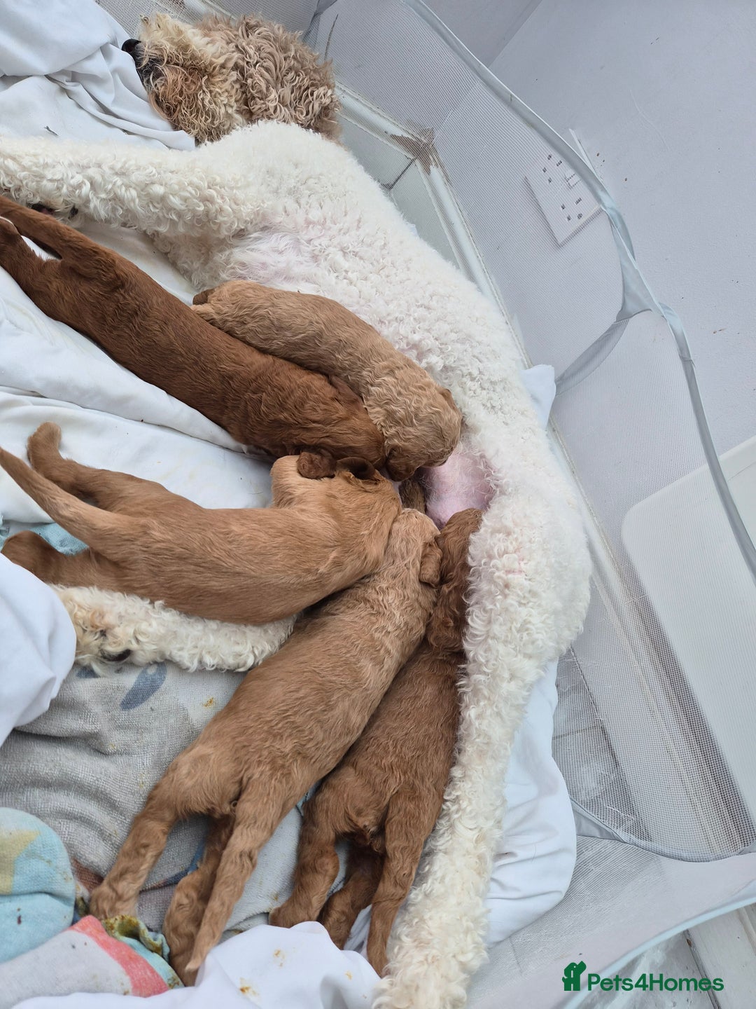 Labradoodle dogs for sale: Gorgeous Red Labradoodles- F3B - Advert 9