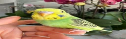 Budgerigars birds for sale: Hand tame male and female baby budgie  - Advert 3
