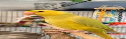 Ringnecks birds for sale: Baby ring neck  in London - Advert 5