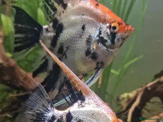 Angelfish fish Koi/Marble Angelfish - Advert 7