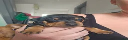 Miniature Pinscher dogs for sale: Adorable miniature pinscher puppies  - Advert 24