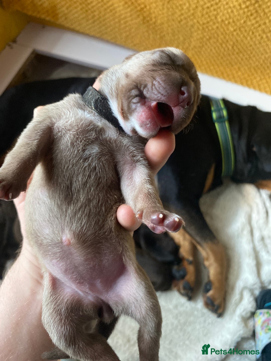 Mixed Breed dogs for sale: Rottweiler  ** taffy puppies - Image 23