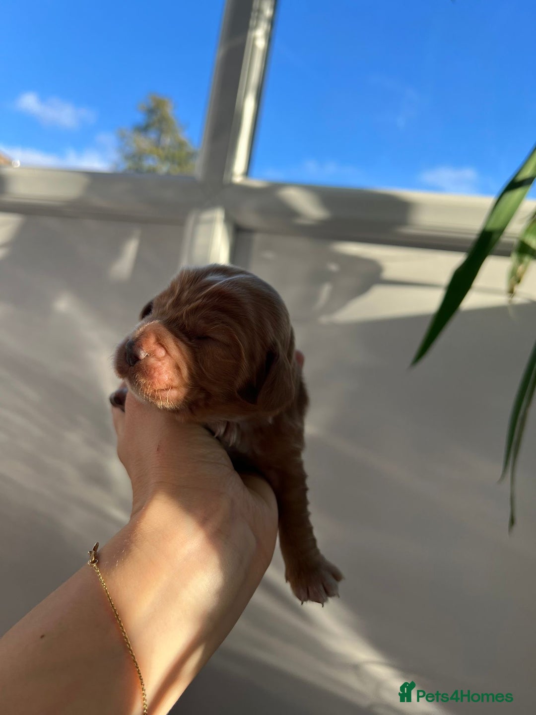 Cocker Spaniel dogs for sale: Show Type Cocker Spaniels. - Advert 16