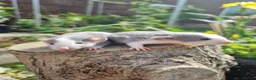 Rat rodents for sale: Adorable baby rats - Advert 7