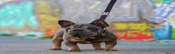 French Bulldog dogs for sale: 🐾 Micro boy For Sale 🐾  - Advert 1