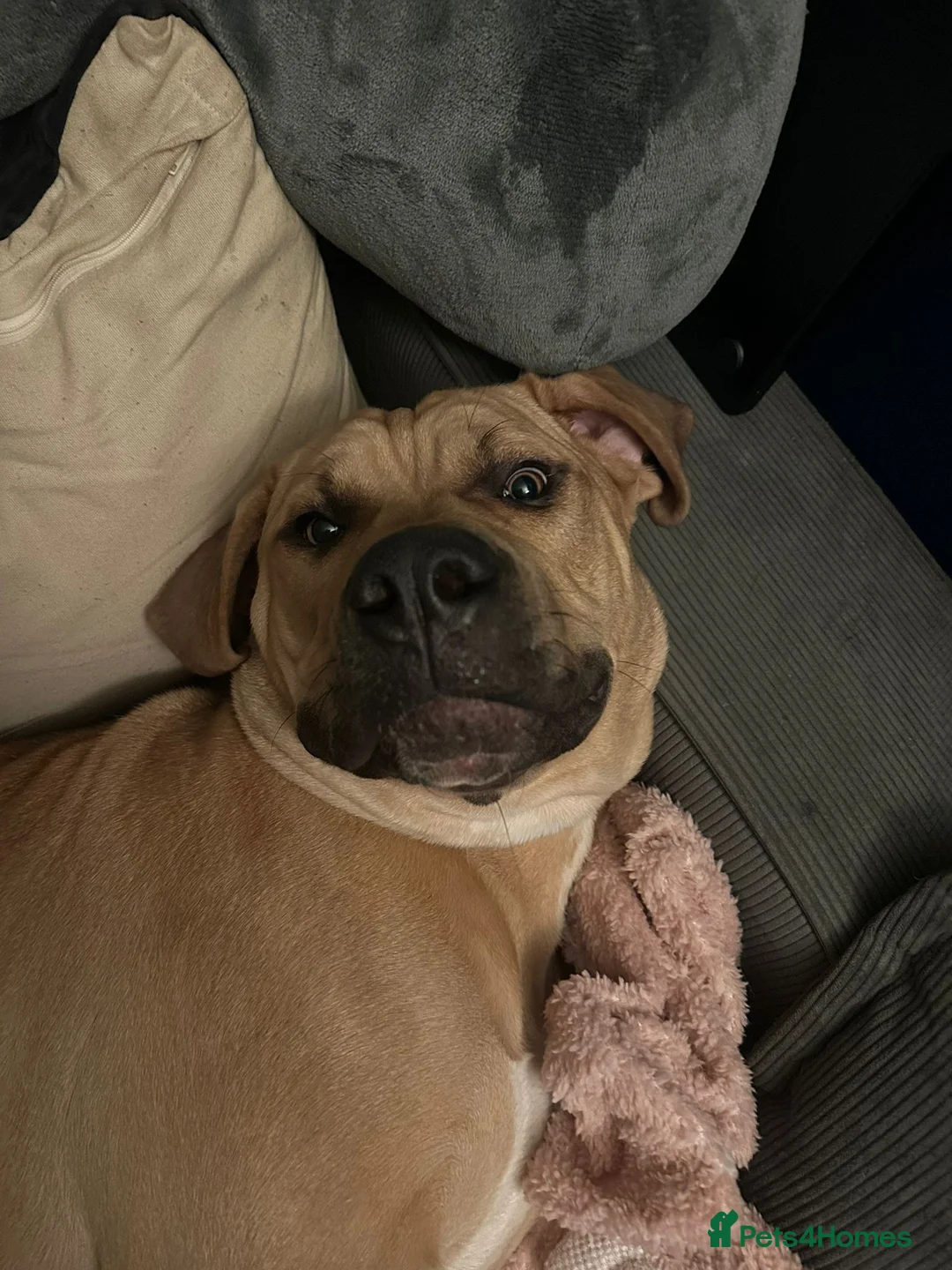 Mixed Breed dogs for sale: 7 month old female - Advert 4